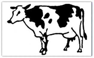 Cow