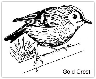 Gold Crest