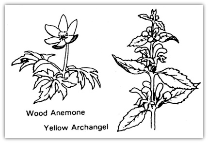 Wood Anemone