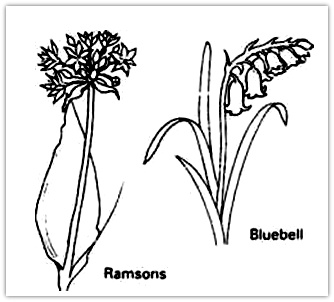 Ramson